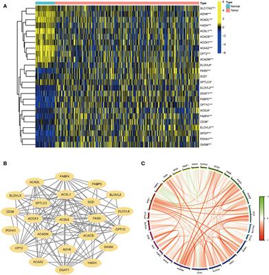 Bioinformatics analysis and experimental verification of the prognostic and biological significance mediated by fatty acid metabolism related genes for hepatocellular carcinoma